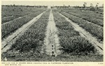 Bird's eye view of Golden Abaca pineapple field on Flatwoods Plantation near Boynton, Fla., c. 1937