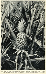 Pineapple, c. 1937