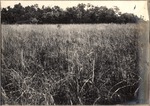 [1898] Sawgrass Prairie (Foreground) and Hardwood Hammock (Background) in the Everglades