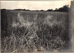 [1898] Sawgrass Prairie and Several Hardwood Hammocks in the Everglades