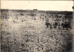 [1898] Sawgrass Prairie in the Everglades