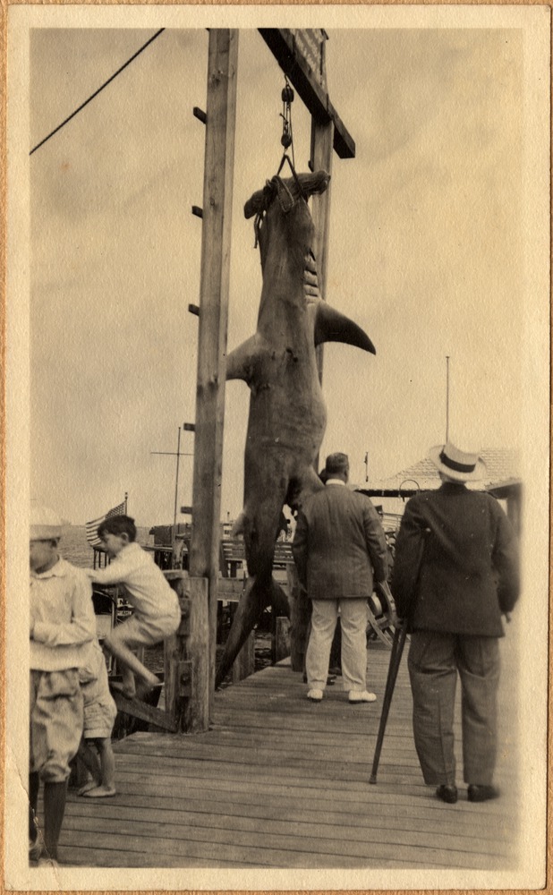 Hammerhead Shark, Elser's Pier