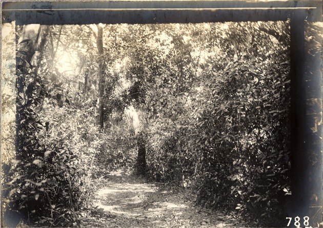 Hammock Path in Original Tropical Garden, Miami, Fla.