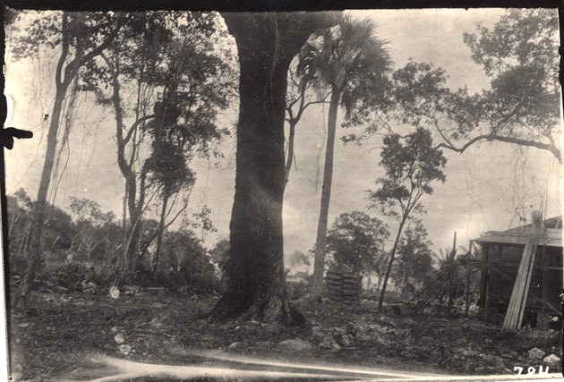 Hardwood Trees without Undergrowth
