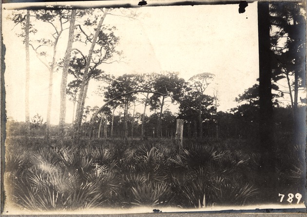 Original Flat Woods of Tropical Garden