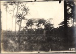 [1898-03] Original Flat Woods of Tropical Garden