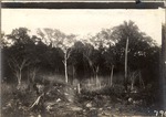 [1898] Original Hammock of Tropical Garden