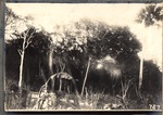 Original Hammock of Tropical Garden at Miami, Florida