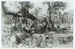 [1896] Palmetto-Thatched Shack, Miami, Fla.