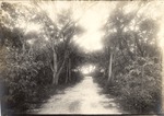 [1897-10] Road Through Hammock (Miami, Fla.)