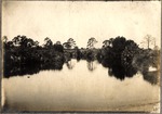 [1895-06-11] Alligator Creek. Looking West. Between Punta Gorda