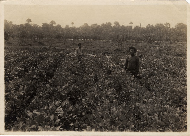 African Americans Laborers in Field