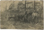 Woman and Man with  Team of Oxen in the South Dade Pinelands