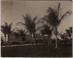 Royal Palm Hotel and Coconut Palm Trees