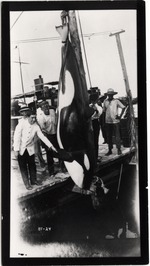 Killer Whale Displayed at Dock