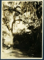 [1920-10-22] Trees in Hammock (Royal Palm State Park)