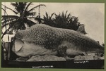 [1912] Captain Thompson's Big Fish