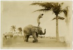 Golfer Standing on Rosie the Elephant