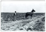 Plowing a Tomato Field Near Florida City