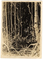 [1925] African American Holding Ax, Surrounded by Red Mangroves (Miami Beach, Fla.)