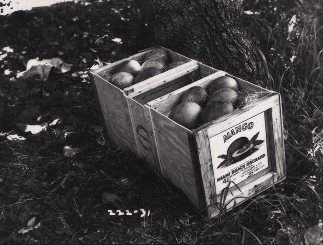 Miami Beach Orchards Mangos in Crate