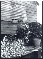 Boy Holding Turnips