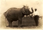 Aaron Yarnell and Elephant