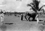 Elephant Caddy (Miami Beach, Fla.)