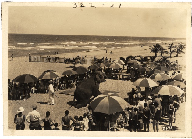 Elephant Performing on the Beach (Miami Beach, Fla.)