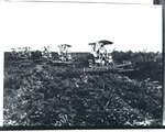 [1933-06-20] Breaking Land for Sugar Cane Planting