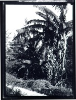 Banana Trees on Will Geiger's Property