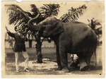 [1924-04-21] Man Singing to Elephant (Miami Beach, Fla.)