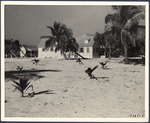 [1937-11-21] Beach and Houses (Florida Keys, Fla.)