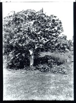 Caster Bean Tree or Bush
