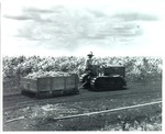 Tractor Dragging a Sled Filled with Cut Sugarcane at Pennsuco