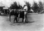 Elephant Caddy with Golfer