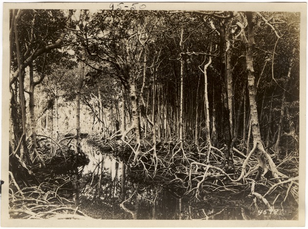 Red Mangroves