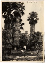 Washington Palms at Coppinger's Tropical Gardens (Miami, Fla.)