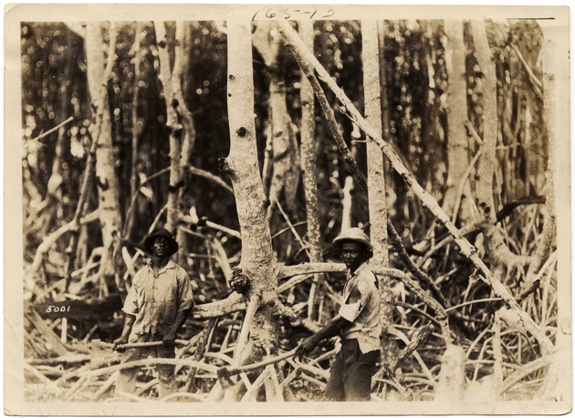 African Americans Clearing Mangroves (Miami Beach, Fla.)