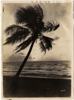 Coconut Palm (Miami Beach, Fla.)