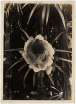 [1924-06-27] Cactus Blossom