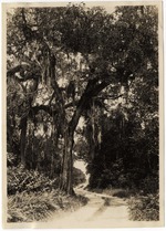 [1928] Royal Palm State Park