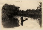 [1920-07-31] Seminole Man Spear Fishing in the Miami River, From a Dugout Canoe
