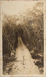 [1914] Cleared Road through Hammock