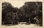 [1914] Roadway Through Hammock South Before Building