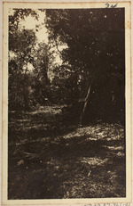 [1914] Roadway in South Hammock Near Entrance to Causeway