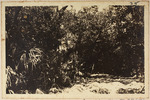 [1914] Part of Roadway in South Hammock