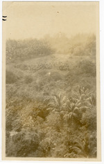 [1917/1921] Mangroves