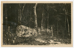 [1917/1921] Trees