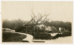 [1917/1921] Transplanting a large tree